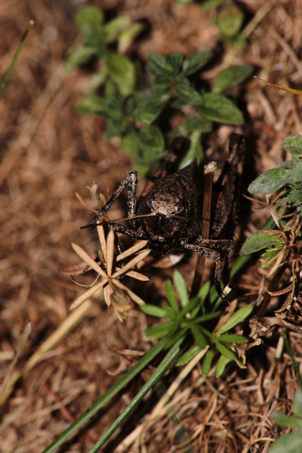 Acrididae:  Psophus stridulus